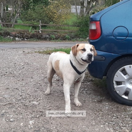Photo de chien trouvé à Laval D Aix