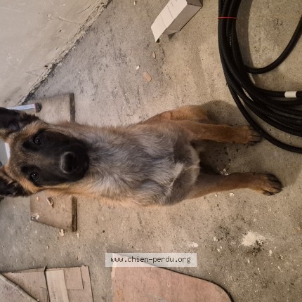 Photo 1/1 Arco Chien perdu à Val de bonnieure