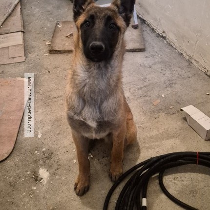 Photo 1/1 Chien retrouvé Perdu à Val De Bonnieure