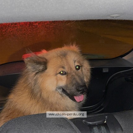 Photo de chien trouvé à Canteleu