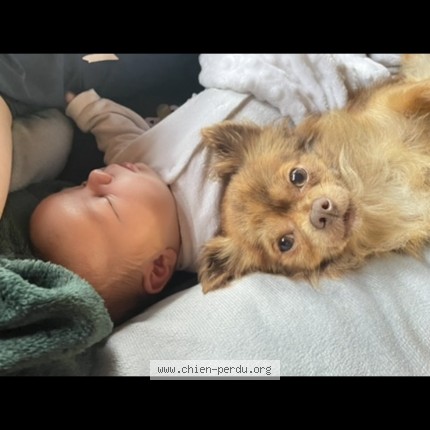 Photo 1/1 peanut Chien perdu à Beauvais