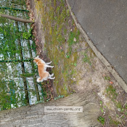 Photo de chien trouvé à Le Plessis Trevise