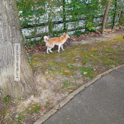 Photo 1/1 Chien trouvé Trouvé à Le Plessis Trevise