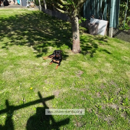 Photo de chien perdu à Linselles 59126