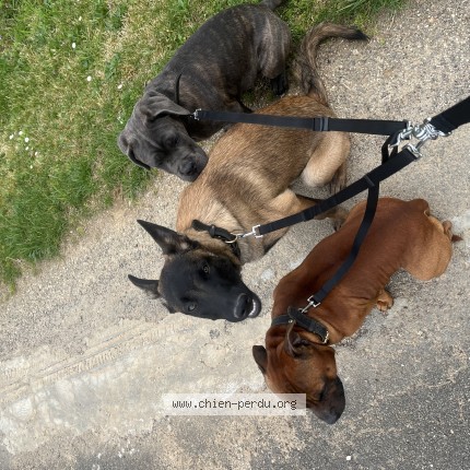 Photo de chien perdu à Soturac