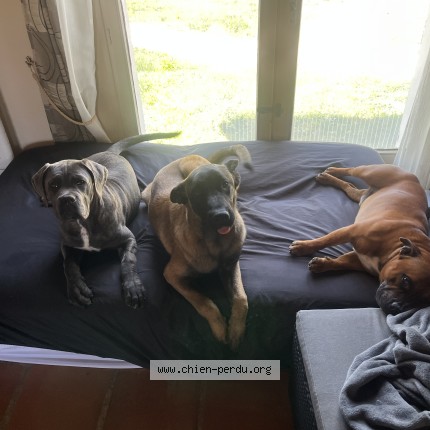 Photo 2/2 Alucard Chien perdu à Soturac