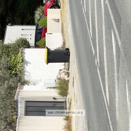 Photo de chien trouvé à Chatelaillon Plage