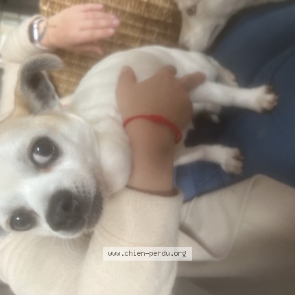 Photo de chien trouvé à Marpent