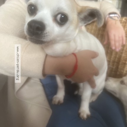 Photo 1/1 Chien trouvé Trouvé à Marpent