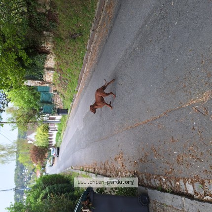 Photo de chien trouvé à Gif Sur Yvette