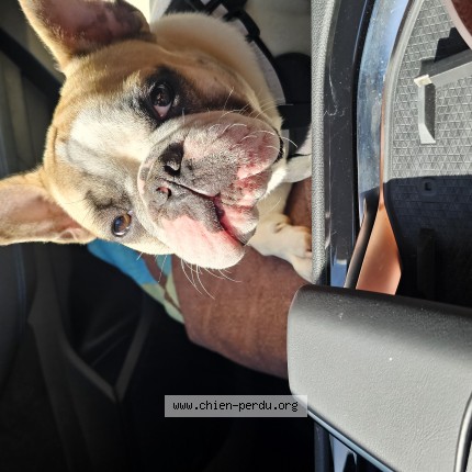 Photo de chien perdu à Romille