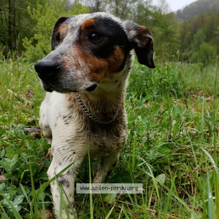 Photo 1/1 Chien trouvé Trouvé à Lacourt