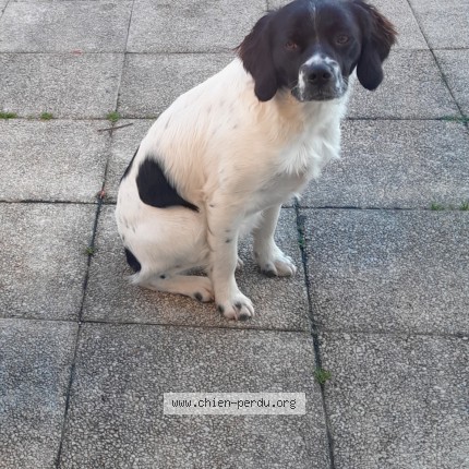 Photo 1/1 Volt Chien perdu à Aussillon