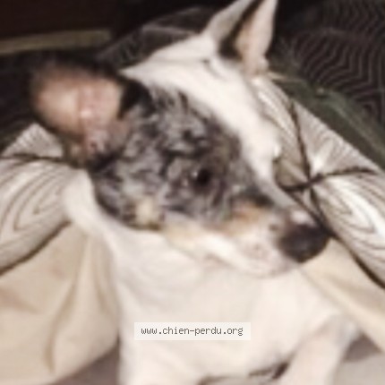 Photo 2/3 lili rose Chien perdu à Ris orangis