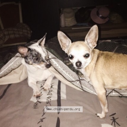 Photo 3/3 lili rose Chien perdu à Ris orangis