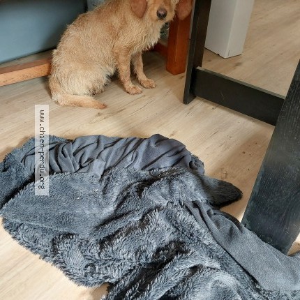 Photo 1/1 Chien trouvé Trouvé à Rions