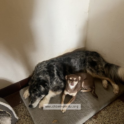 Photo 1/1 Suzy Chien perdu à Saint didier