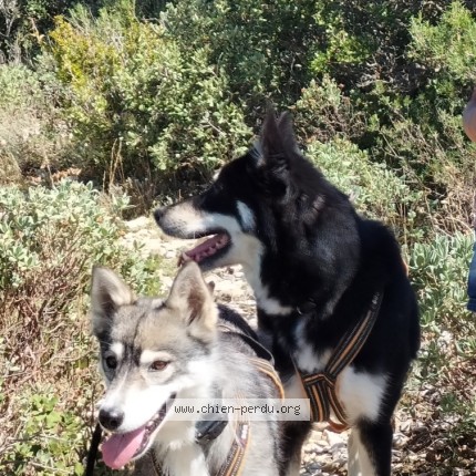 Photo 1/1 nubarunala Chien perdu à Pertuis