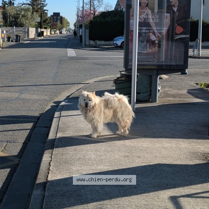 Photo 1/1 Chien trouvé Trouvé à Portet sur garonne