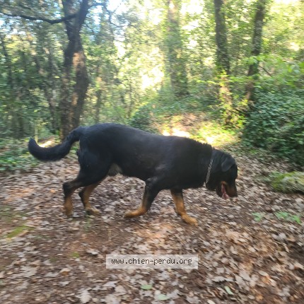 Photo 1/1 Chien trouvé Trouvé à Nice