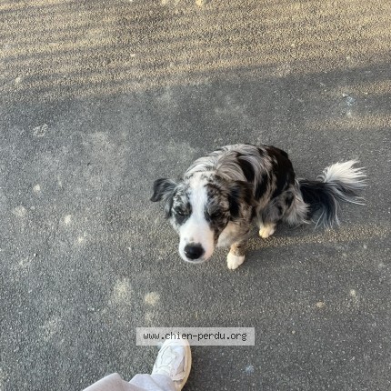 Photo 1/1 maya Chien perdu à Sud de rennes