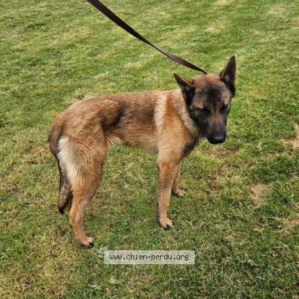 Photo 1/1 Chien trouvé Trouvé à Chef boutonne