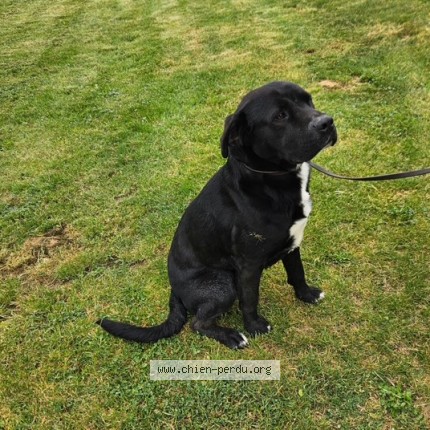 Photo 1/1 Chien trouvé Trouvé à Chef boutonne