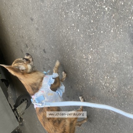 Photo 1/1 Chien retrouvé Trouvé à Paris