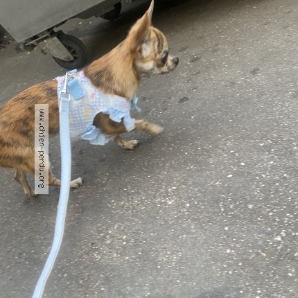 Photo 1/1 Chien retrouvé Trouvé à Paris
