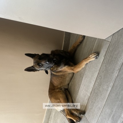 Photo de chien trouvé à Toulon