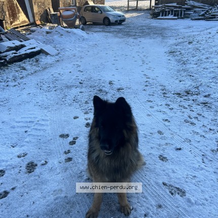 Photo de chien perdu à La Baussaine