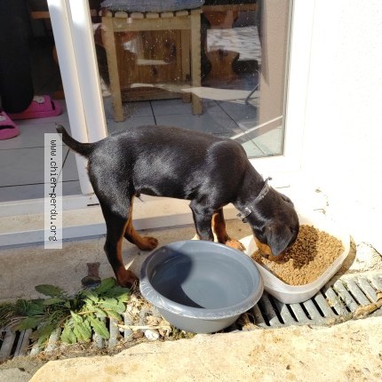 Photo 1/1 Chien trouvé Trouvé à Chateauneuf De Galaure