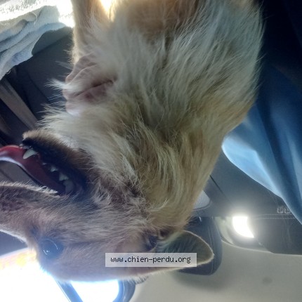 Photo de chien trouvé à Le Passage D Agen