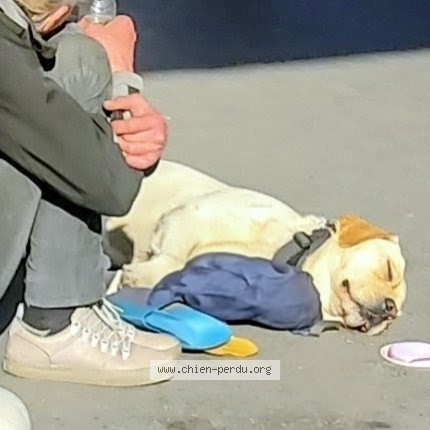 Photo de chien trouvé à Paris