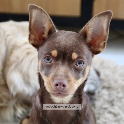 Photo de chien perdu à Coulomby