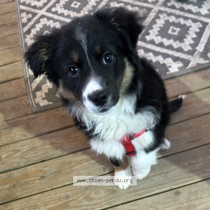 Photo de chien perdu à Garganvillar