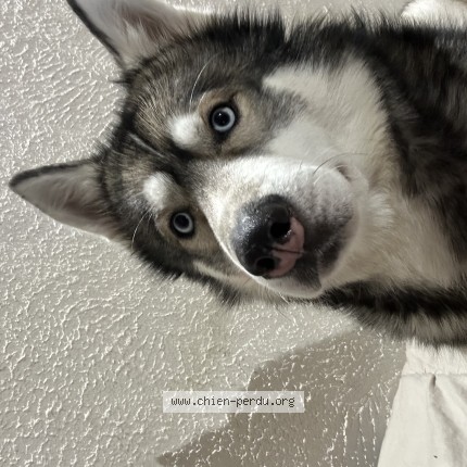 Photo 1/1 zeus Chien perdu à Domerat