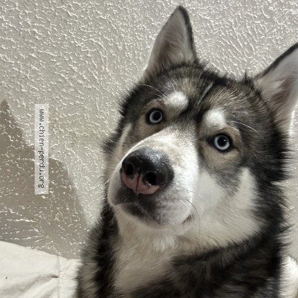 Photo 1/1 Chien retrouvé Perdu à Domerat