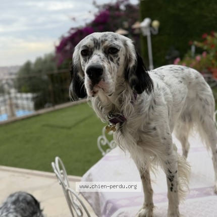 Photo 1/1 Catherine Laugier Chien perdu à Nice