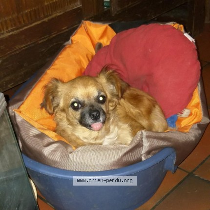 Photo 1/1 david Moreau Chien perdu à Eynesse