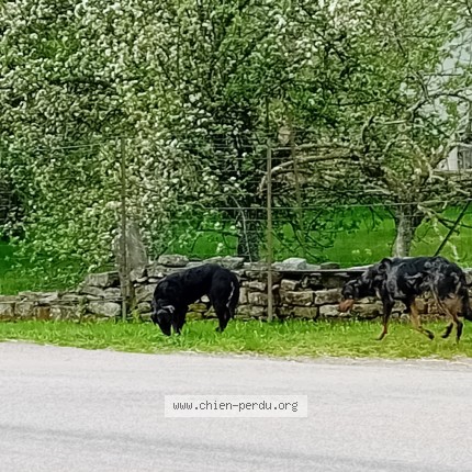 Photo 1/1 Chien trouvé Trouvé à Viomenil