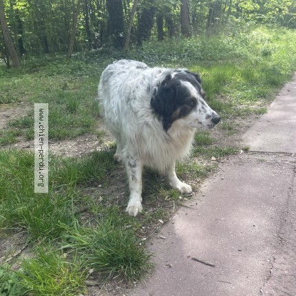 Photo de chien trouvé à Paris