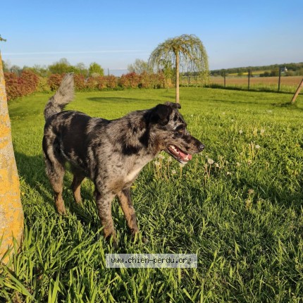 Photo de chien trouvé à Villebichot