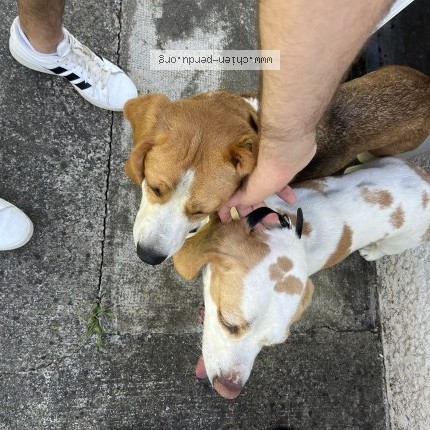 Photo de chien trouvé à Muret