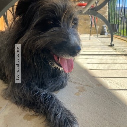 Photo de chien trouvé à Verclause