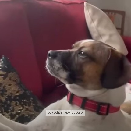 Photo de chien perdu à Corbeil Essonnes