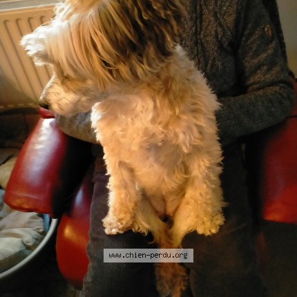 Photo 1/2 Nina Chien perdu à Leernes fontaine l eveque