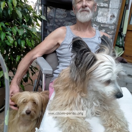 Photo 2/2 Nina Chien perdu à Leernes fontaine l eveque