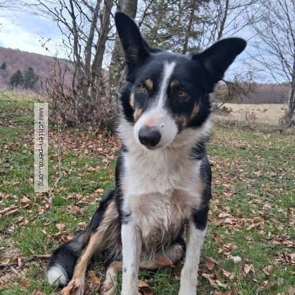 Photo 1/1 Chien trouvé Trouvé à Linthal