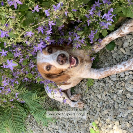 Photo 1/1 Chien retrouvé Perdu à Saint savin